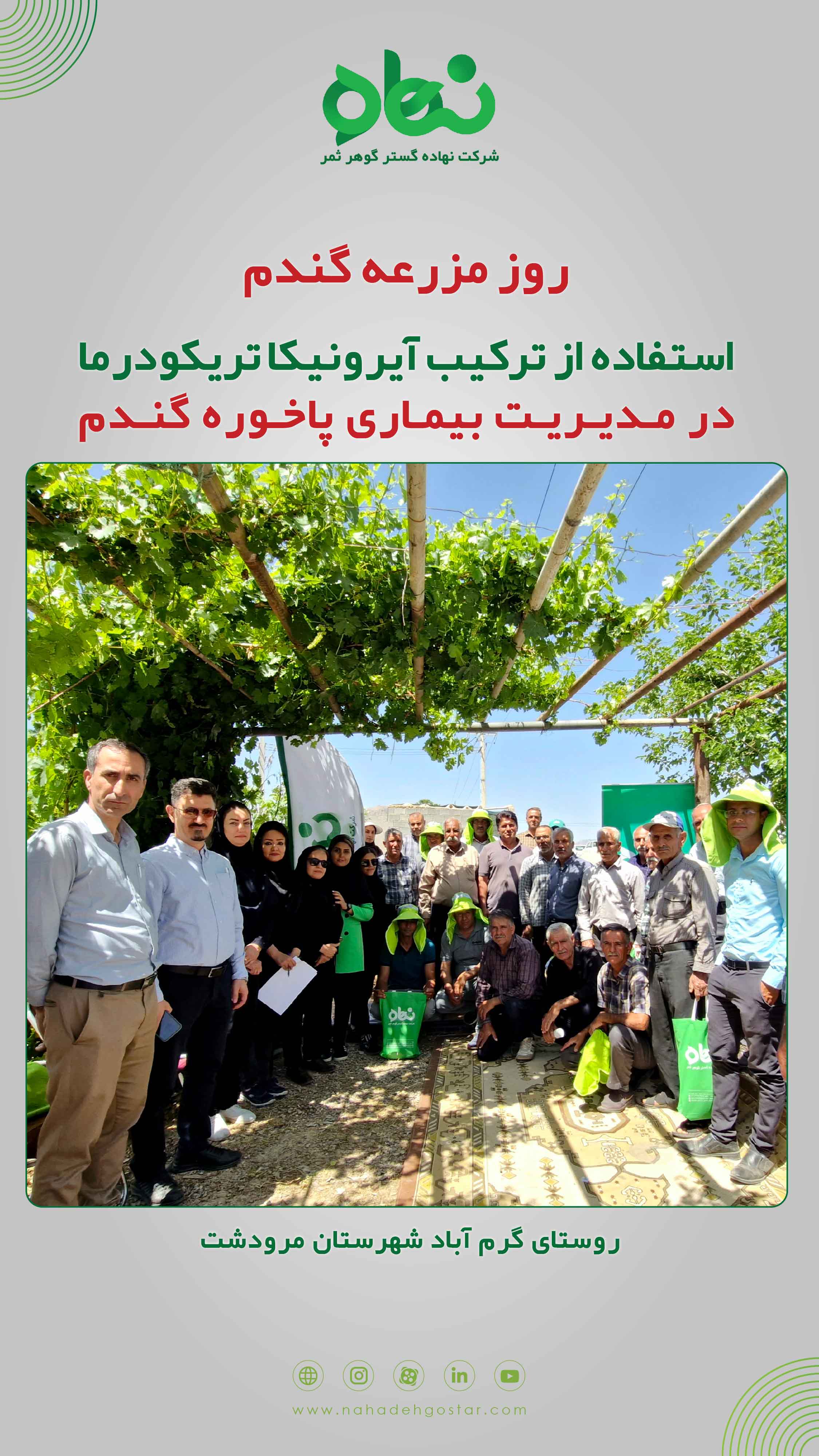 روز مزرعه گندم، روستای گرم آباد شهرستان مرودشت - خرداد 1403